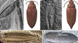 Coleotteri parassiti del legno: milioni di anni fa furono ad un passo dall’estinzione
