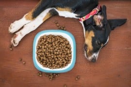 Alimentazione del cane, quali sono i fattori da tenere in considerazione