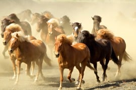 Cavalli da reining: le caratteristiche del cavallo da reining