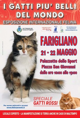 I gatti più belli del mondo arrivano a Farigliano (Cuneo)