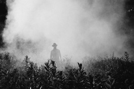 Agricoltura di Precisione sostenibile: pesticidi sempre più costosi 