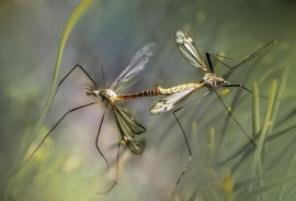 La zanzara: curiosità