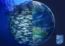 8 giugno 2022 - La Giornata Mondiale degli Oceani 2022 con MSC Pesca Sostenibile: Pesce sì, ma solo se fa bene agli Oceani