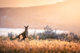 Tourism Australia lancia un nuovo contenuto video 8D per ispirare i viaggiatori alla prossima vacanza in Australia