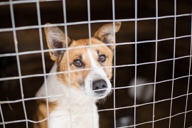  Cani: oltre 117 mila quelli restituiti dopo la pandemia