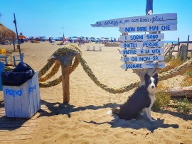 Un corso gratuito per chi gestisce una spiaggia per cani e vuole chiamarla Baubeach®