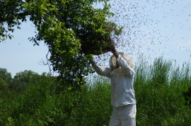Il problema della sciamatura delle api: come evitarla