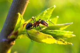 Come togliere le formiche dall’orto