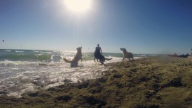  Dal 14 maggio riapre BAUBEACH®, la prima spiaggia per cani liberi e felici!