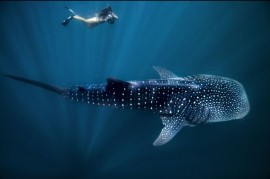 Il 30 agosto è il  WHALE SHARK INTERNATIONAL DAY: la giornata internazionale dedicata allo squalo balena, il gigante dell'Oceano