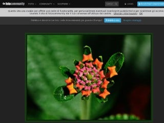 Screenshot sito: FotoCommunity.it